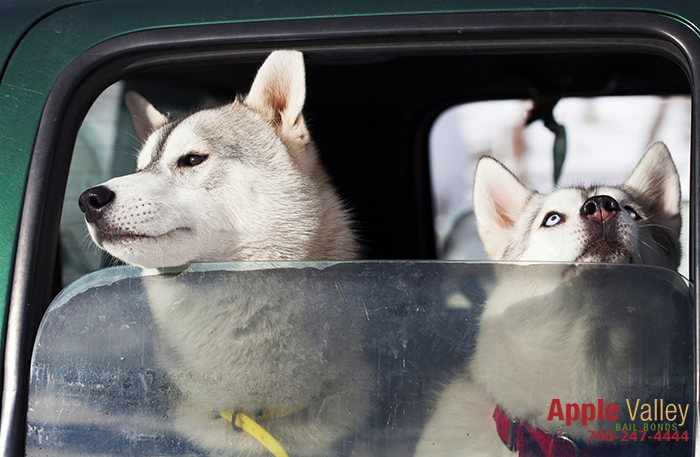 Is It Legal to Drive With an Animal on Your Lap?