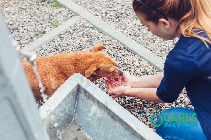 felony-animal-cruelty-in-california